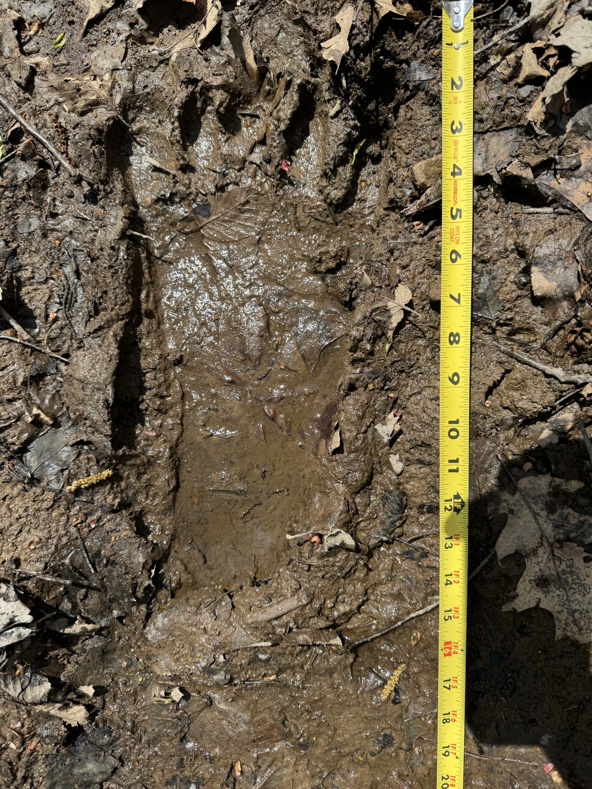 Pennsylvania Bigfoot Society Team Investigating Recent Possible Bigfoot ...